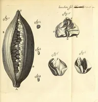 An illustration from Anatomia seu interiora rerum : cum animatarum tum inanimarum [sic], ope & nebeficio [sic] exquisitissimorum microscopiorum detecta, variisque experimentis demonstrata, una cum discursu & ulteriore dilucidatione epistolis quibusdam ad celeberrimum quod ser[enissi]mi Magnae Brittanniae Regis auspicio Londini floret, Philosophorum Collegium datis comprehensa (1687)