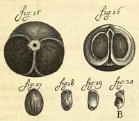 An illustration from Anatomia seu interiora rerum : cum animatarum tum inanimarum [sic], ope & nebeficio [sic] exquisitissimorum microscopiorum detecta, variisque experimentis demonstrata, una cum discursu & ulteriore dilucidatione epistolis quibusdam ad celeberrimum quod ser[enissi]mi Magnae Brittanniae Regis auspicio Londini floret, Philosophorum Collegium datis comprehensa (1687)