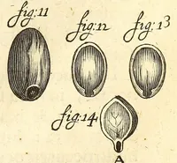 An illustration from Anatomia seu interiora rerum : cum animatarum tum inanimarum [sic], ope & nebeficio [sic] exquisitissimorum microscopiorum detecta, variisque experimentis demonstrata, una cum discursu & ulteriore dilucidatione epistolis quibusdam ad celeberrimum quod ser[enissi]mi Magnae Brittanniae Regis auspicio Londini floret, Philosophorum Collegium datis comprehensa (1687)