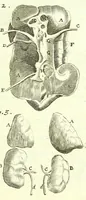 An illustration from The anatomy of humane bodies epitomized : (1697)