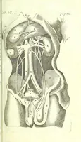 An illustration from The anatomy of humane bodies epitomized : (1697)