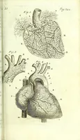 An illustration from The anatomy of humane bodies epitomized : (1697)