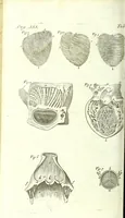An illustration from The anatomy of humane bodies epitomized : (1697)