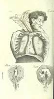 An illustration from The anatomy of humane bodies epitomized : (1697)
