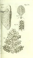 An illustration from The anatomy of humane bodies epitomized : (1697)