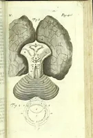 An illustration from The anatomy of humane bodies epitomized : (1697)