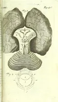 An illustration from The anatomy of humane bodies epitomized : (1697)