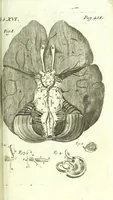An illustration from The anatomy of humane bodies epitomized : (1697)