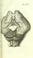 An illustration from The anatomy of humane bodies epitomized : (1697)