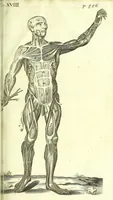 An illustration from The anatomy of humane bodies epitomized : (1697)