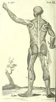 An illustration from The anatomy of humane bodies epitomized : (1697)