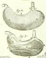 An illustration from The anatomy of humane bodies epitomized : (1697)