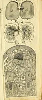 An illustration from The anatomy of vegetables begun : with a general account of vegetation founded thereon (1672)