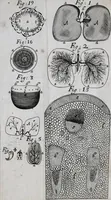 An illustration from The anatomy of vegetables begun : with a general account of vegetation founded thereon (1672)