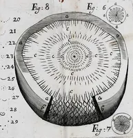 An illustration from The anatomy of vegetables begun : with a general account of vegetation founded thereon (1672)