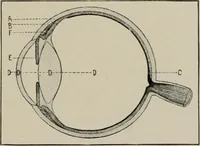 An illustration from Anatomy and physiology of the eye, with hints for the preservation of the eyesight (1901)
