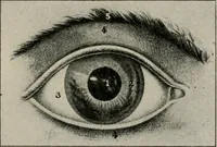 An illustration from Anatomy and physiology of the eye, with hints for the preservation of the eyesight (1901)