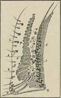 An illustration from Anatomy and physiology of the eye, with hints for the preservation of the eyesight (1901)