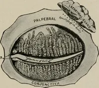 An illustration from Anatomy and physiology of the eye, with hints for the preservation of the eyesight (1901)