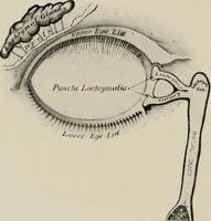 Picture 10 of 38 from Anatomy and physiology of the eye, with hints for the preservation of the eyesight (1901), leaf 19