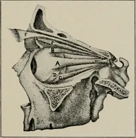 An illustration from Anatomy and physiology of the eye, with hints for the preservation of the eyesight (1901)