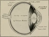 An illustration from Anatomy and physiology of the eye, with hints for the preservation of the eyesight (1901)