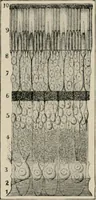 An illustration from Anatomy and physiology of the eye, with hints for the preservation of the eyesight (1901)