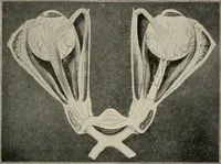 An illustration from Anatomy and physiology of the eye, with hints for the preservation of the eyesight (1901)