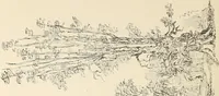 Picture 268 of 318 from Ancient castles and mansions of Stirling nobility / described and illustrated by J.S. Fleming (1902), leaf 409