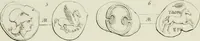 An illustration from Ancient coins of Greek cities and kings. From various collections principally in Great Britain; (1831)