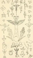 An illustration from Ancient faiths embodied in ancient names; or, An attempt to trace the religious belief, sacred rites, and holy emblems of certain nations (1873)