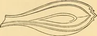 An illustration from Ancient faiths embodied in ancient names; or, An attempt to trace the religious belief, sacred rites, and holy emblems of certain nations (1868)