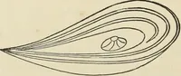 An illustration from Ancient faiths embodied in ancient names: or, An attempt to trace the religious belief, sacred rites, and holy emblems of certain nations, by an interpretation of the names given to children by priestly authority, or assumed by prophets, kings, and hierarchs (1872)