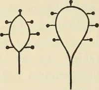 Picture 29 of 52 from Ancient faiths embodied in ancient names: or, An attempt to trace the religious belief, sacred rites, and holy emblems of certain nations, by an interpretation of the names given to children by priestly authority, or assumed by prophets, kings, and hierarchs (1872), leaf 757