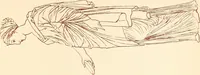 An illustration from Ancient Greek female costume : illustrated by one hundred and twelve plates and numerous smaller illustrations ; with descriptive letterpress and descriptive passages from the works of Homer, Hesiod, Herodotus, Aeschylus, Euripides, Aristophanes, Theocritus, Xenophon, Lucian, and other Greek authors (1882)