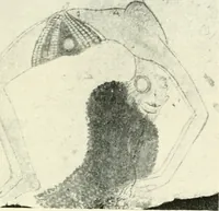 An illustration from Ancient and medieval art : a short history (1914)