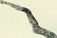 An illustration from Ancient and medieval art : a short history (1914)