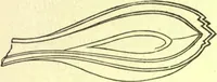 An illustration from Ancient pagan and modern Christian symbolism. With an essay on Baal worship, on the Assyrian sacred "grove" and other allied symbols by John Newton (1875)