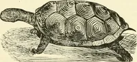Picture 107 of 127 from Ancient pagan and modern Christian symbolism (1874), leaf 160
