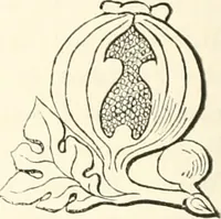 An illustration from The ancient sepulchral effigies and monumental and memorial sculpture of Devon (1877)