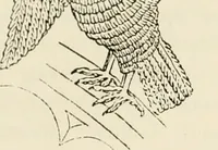 An illustration from The ancient sepulchral effigies and monumental and memorial sculpture of Devon (1877)