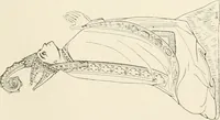 An illustration from The ancient sepulchral effigies and monumental and memorial sculpture of Devon (1877)