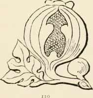 An illustration from The ancient sepulchral effigies and monumental and memorial sculpture of Devon (1877)