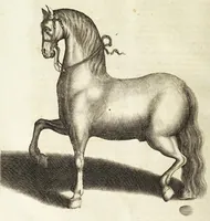 Picture 8 of 15 from Ander Haupt-Theil des vollkommenen ergäntzten Pferd-Schatzes : dessen I. Inhalt auf den Reuter und desselben Bezeigungen zielend, als die nothwendige Theoria in dess Reuters Unterweisungsart ... : wie der 2. Inhalt auf das Pferd und desselben Bezeigungen in aller Abrichtung gerichtet (1664), leaf 170