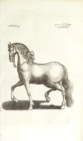Picture 9 of 15 from Ander Haupt-Theil des vollkommenen ergäntzten Pferd-Schatzes : dessen I. Inhalt auf den Reuter und desselben Bezeigungen zielend, als die nothwendige Theoria in dess Reuters Unterweisungsart ... : wie der 2. Inhalt auf das Pferd und desselben Bezeigungen in aller Abrichtung gerichtet (1664), leaf 173