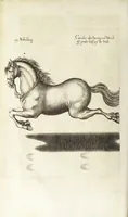 An illustration from Ander Haupt-Theil des vollkommenen ergäntzten Pferd-Schatzes : dessen I. Inhalt auf den Reuter und desselben Bezeigungen zielend, als die nothwendige Theoria in dess Reuters Unterweisungsart ... : wie der 2. Inhalt auf das Pferd und desselben Bezeigungen in aller Abrichtung gerichtet (1664)
