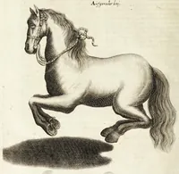 An illustration from Ander Haupt-Theil des vollkommenen ergäntzten Pferd-Schatzes : dessen I. Inhalt auf den Reuter und desselben Bezeigungen zielend, als die nothwendige Theoria in dess Reuters Unterweisungsart ... : wie der 2. Inhalt auf das Pferd und desselben Bezeigungen in aller Abrichtung gerichtet (1664)