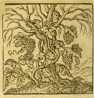 An illustration from Andreae Alciati V.C. Emblemata cvm Clavdii Minois I.C. commentariis ad postremam auctoris editionem auctis & recognitis (1608)