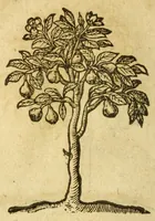 An illustration from Andreae Alciati V.C. Emblemata cvm Clavdii Minois I.C. commentariis ad postremam auctoris editionem auctis & recognitis (1608)