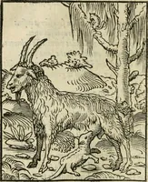 Picture 93 of 116 from Andreae Alciati emblematvm libellvs (1536), leaf 101